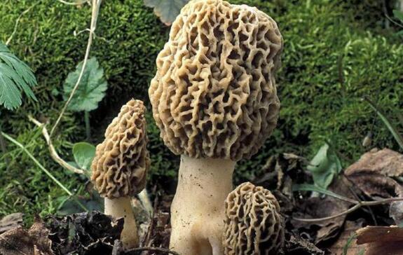 食用菌 (27).jpg 食用菌 (27).jpg