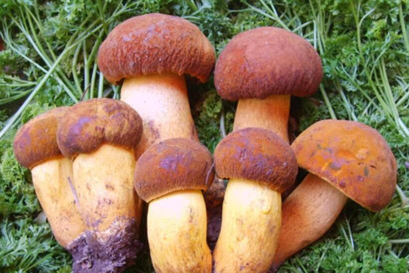 野外牛肝菌 野外牛肝菌