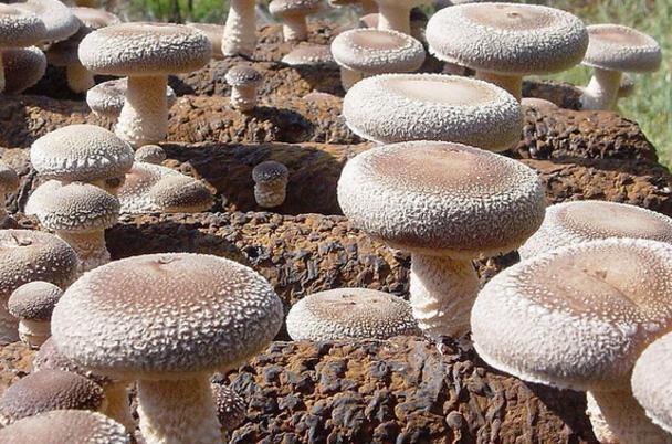 如何避免食用菌接種污染