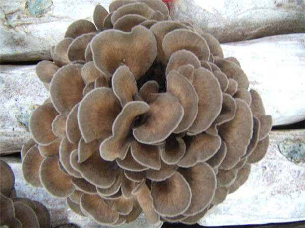 食用菌 (14).jpg 食用菌 (14).jpg