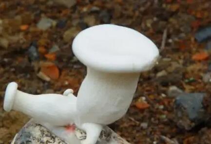 環(huán)境因素與鮮菇保鮮